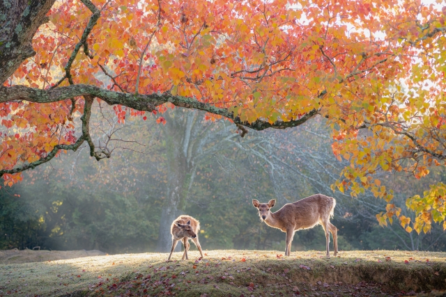 奈良公園